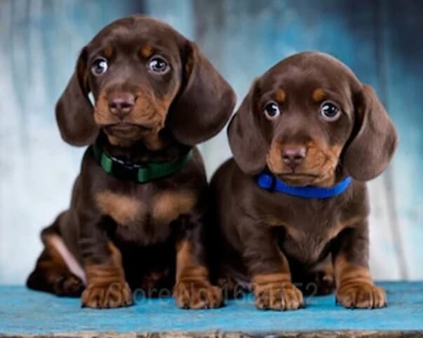 Dogs Paint by Diamonds