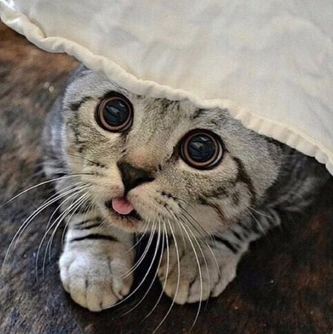 American Short hair Cat Paint by Diamonds