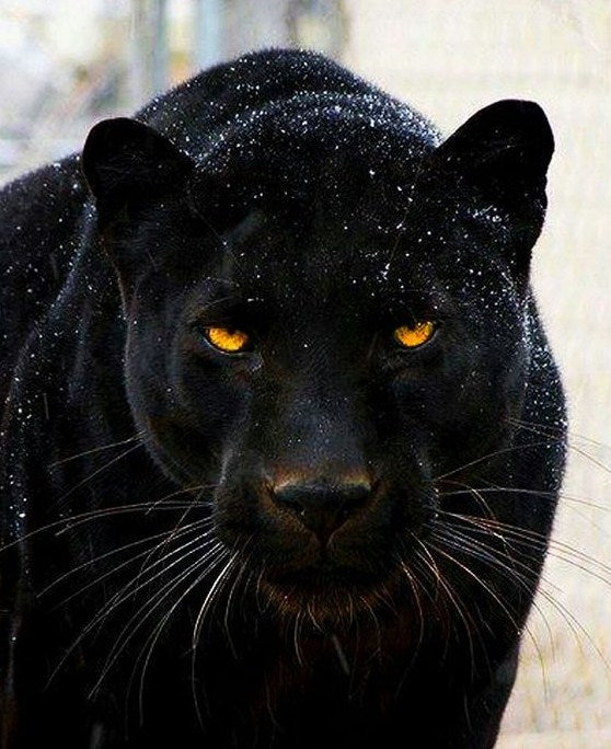 Panther Diamond Painting