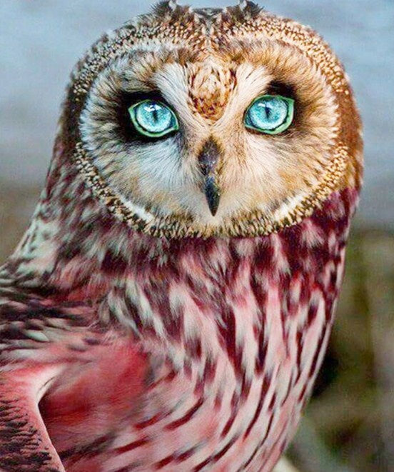Blue Eyed Owl Diamond Painting Kit