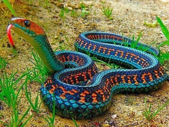 Snake Diamond Painting