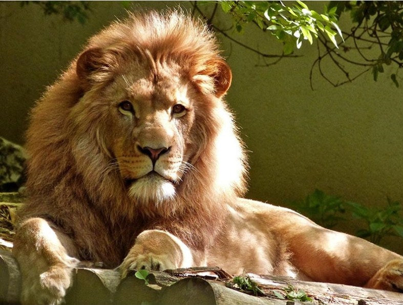 Calm Lion Paint by Diamonds