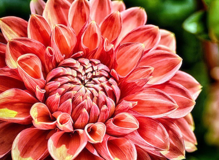 Dahlia Flower Paint by Diamonds