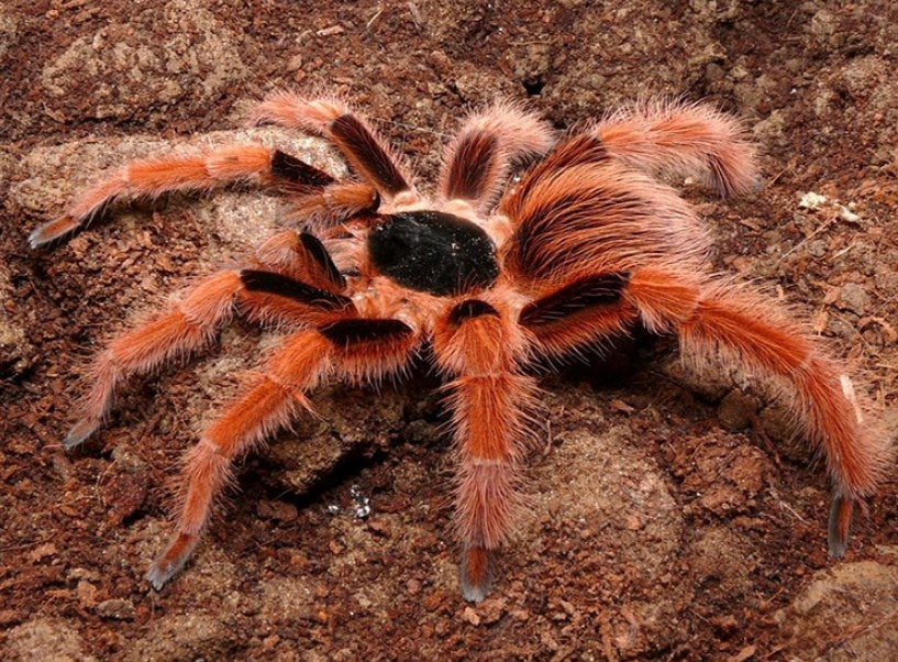 Colombian Giant Red Leg Tarantula Diamond Painting