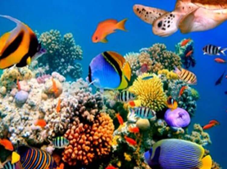 Coral Fish Diamond Painting