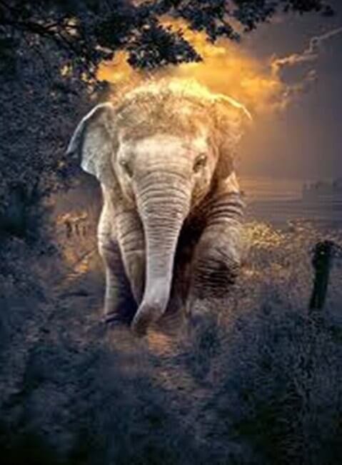 Baby Elephant Diamond Painting