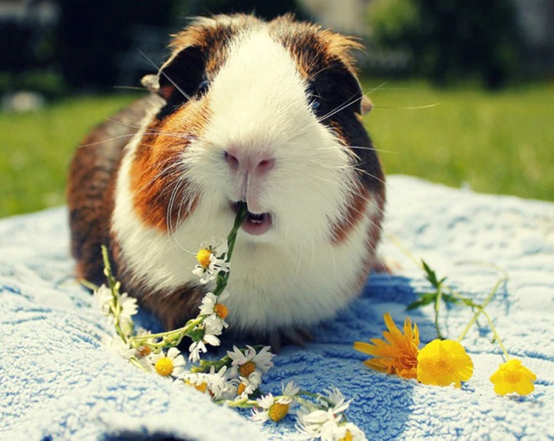 Cute Guinea Pig Eating Flowers Diamond Painting