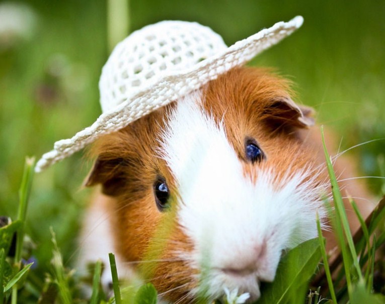 Cute Guinea Pig in Hat Diamond Painting