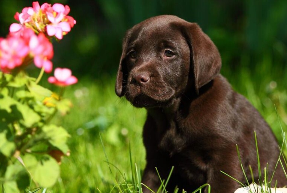 Cute Labrador Retriever Puppy Diamond Painting