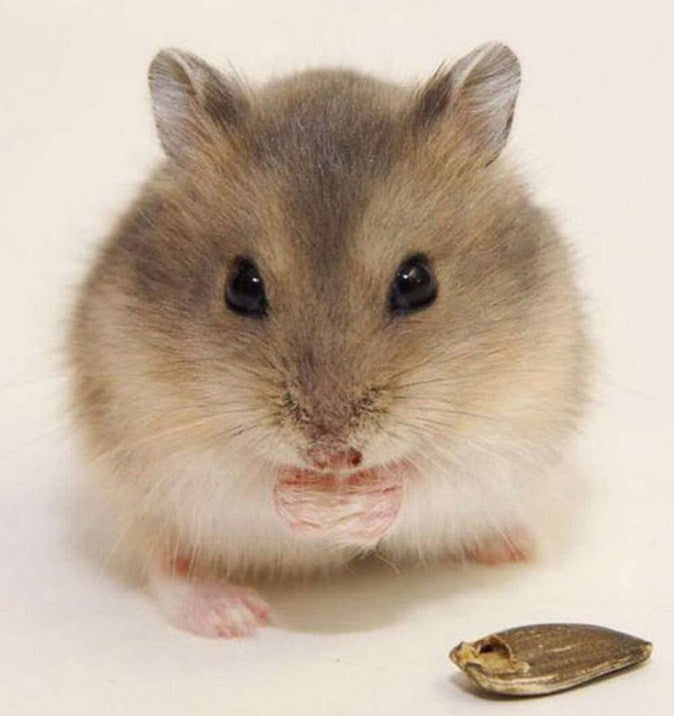 Cute Mouse Diamond Painting Kit