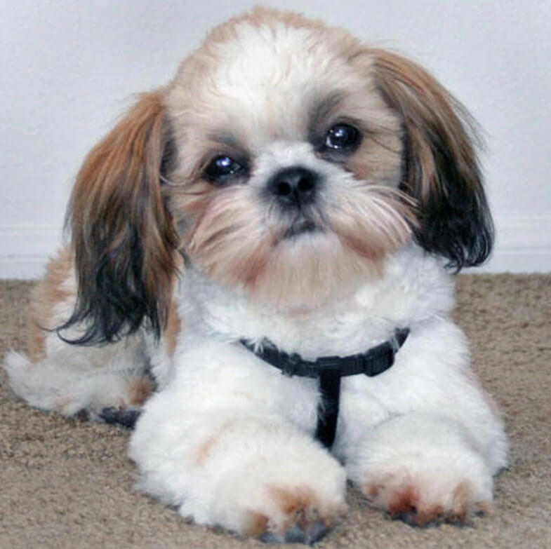 Dog Vierkante diamanten Painting