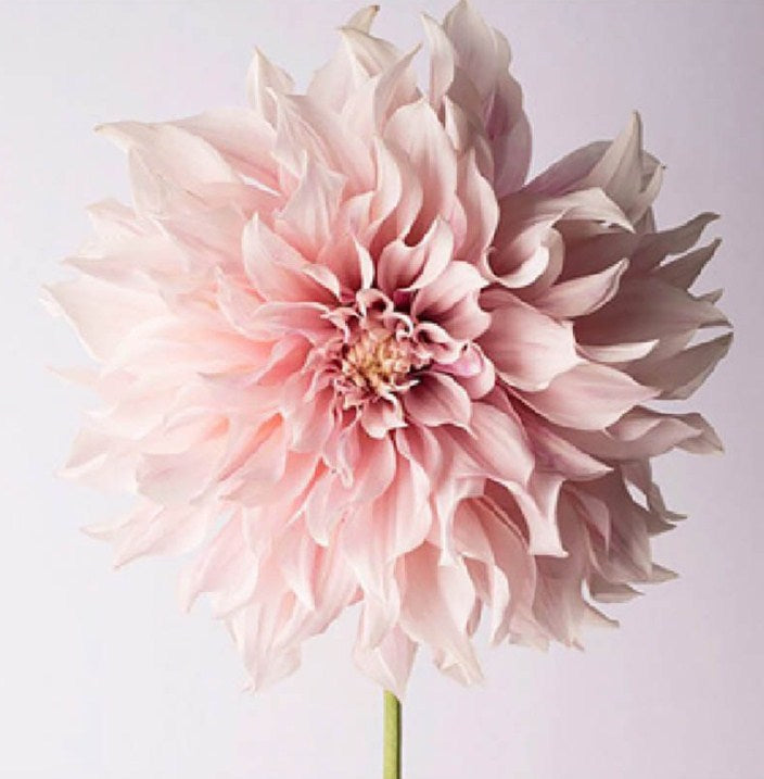 Dahlia Flower Diamond Painting Kit