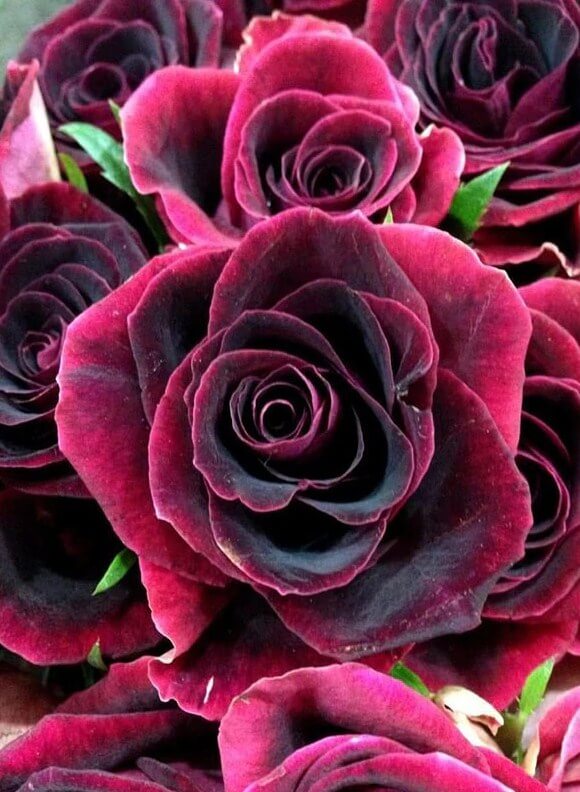 Roses Full Drill Painting