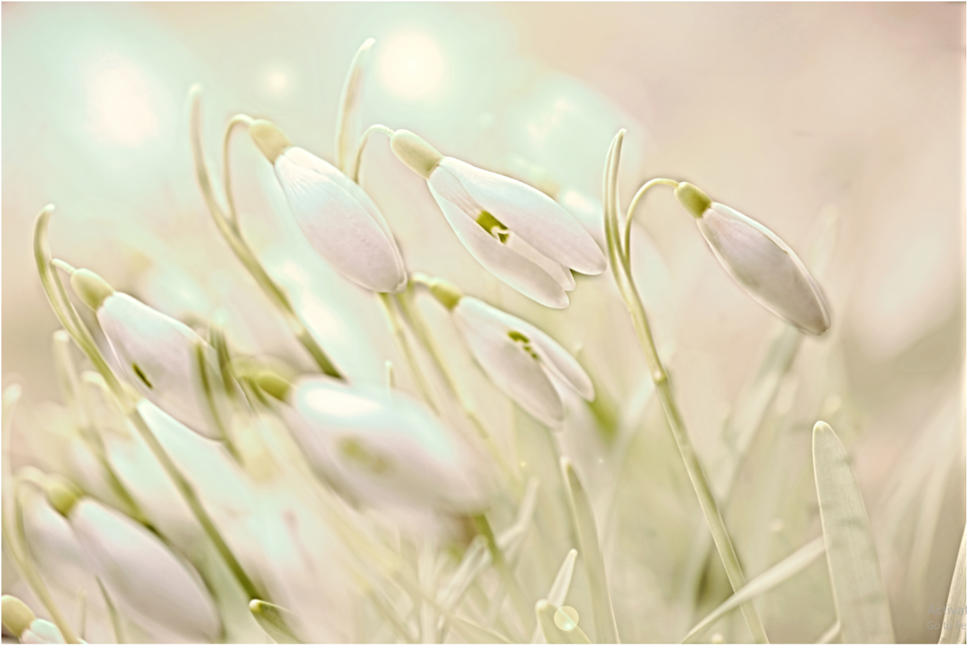 Betoverende Sanowdrops - Kunst door Denise Dundon