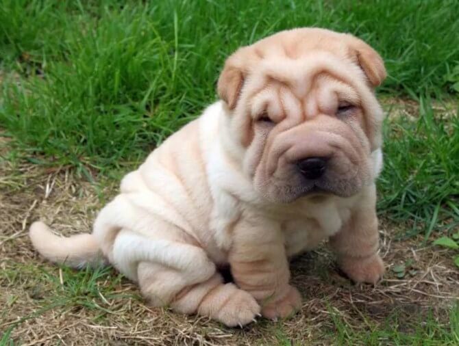 Ori-Pei Dog DIY Painting Kit