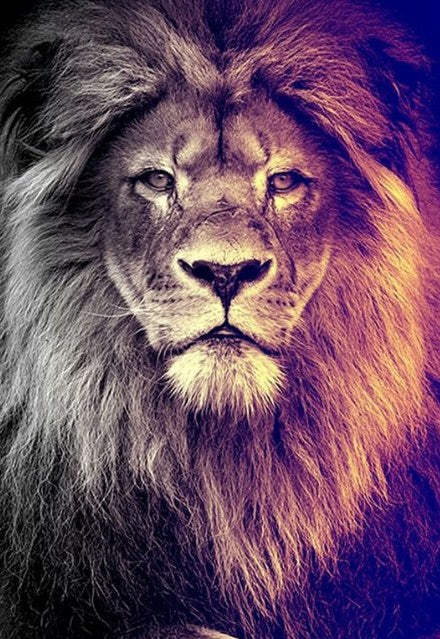 Gazing Lion Diamond Painting Kit