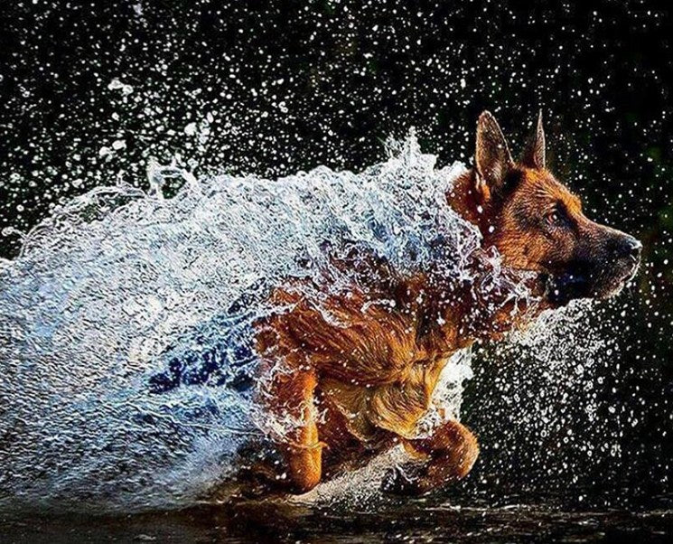 German Shepherd Running in Water Diamond Painting