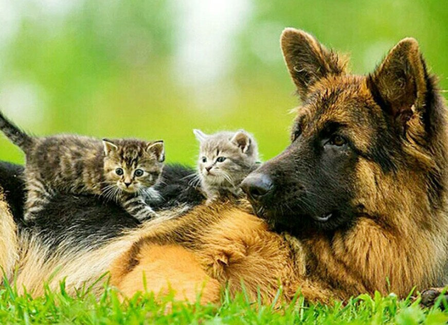 German Shepherd with Cute Kittens Diamond Painting