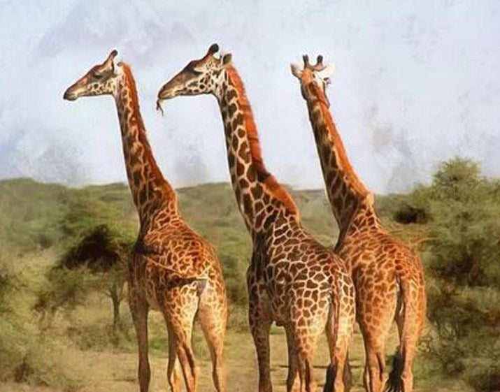 Grazing Giraffes Diamond Painting Kit