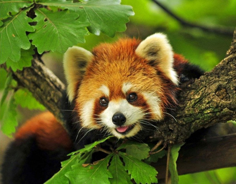 Happy Raccoon Diamond Painting Kit