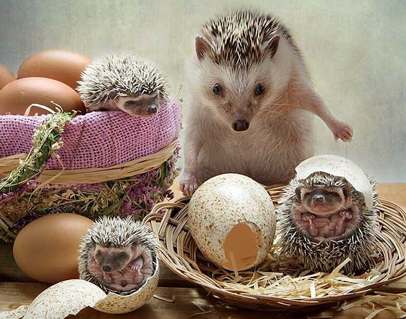 Hedgehog Full Drill Painting Kit