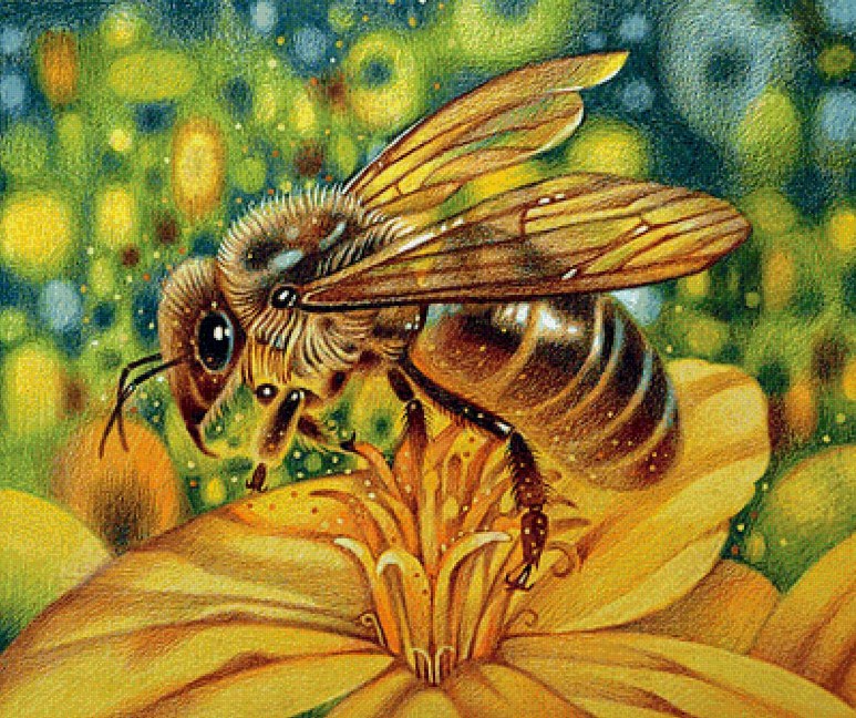 Honey Bee Close up Paint by Diamonds
