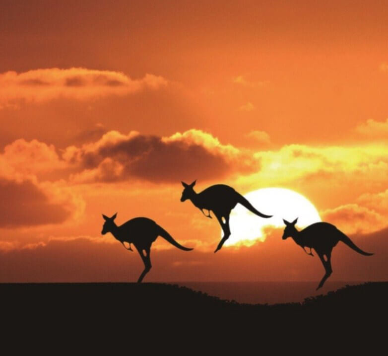 Kangaroo Diamond Painting