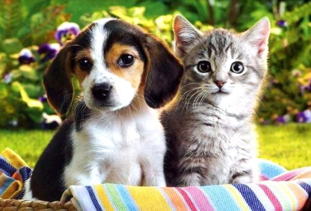 Kitty & Puppy Paint by Diamonds