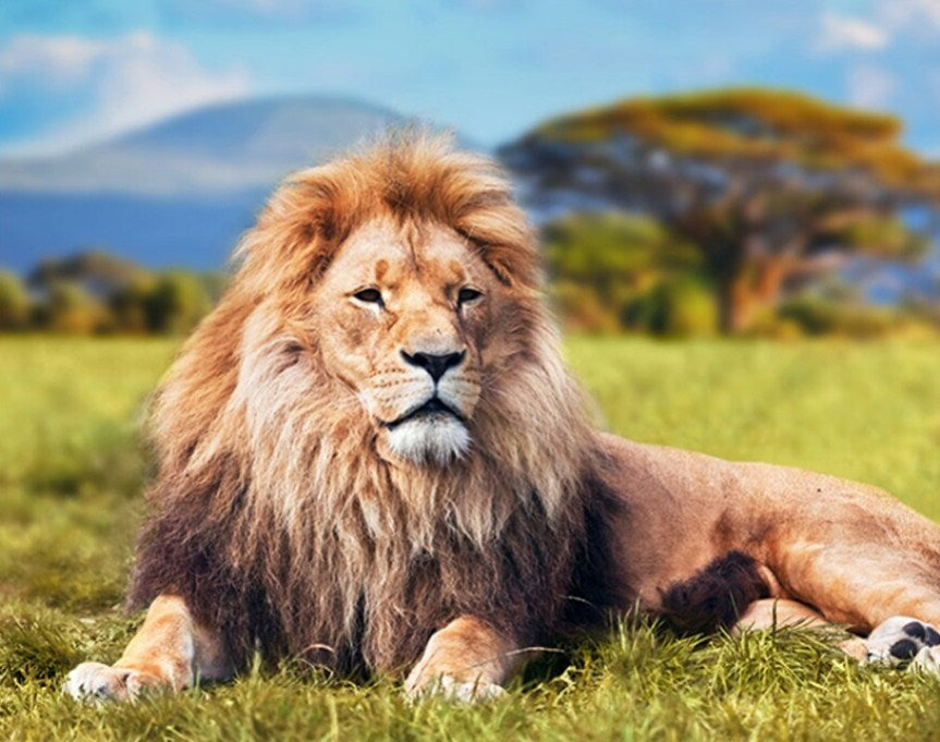 Lion Resting in the pasture Paint by Diamonds