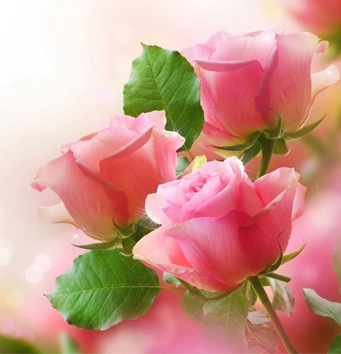 Lovely Pink Roses Paint by Diamonds