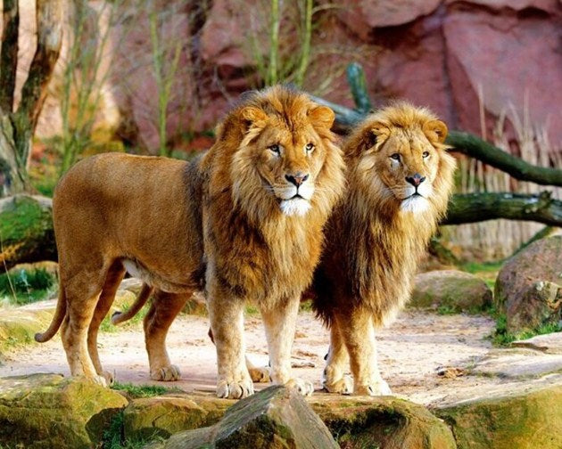 Mighty Lions Diamond Painting Kit