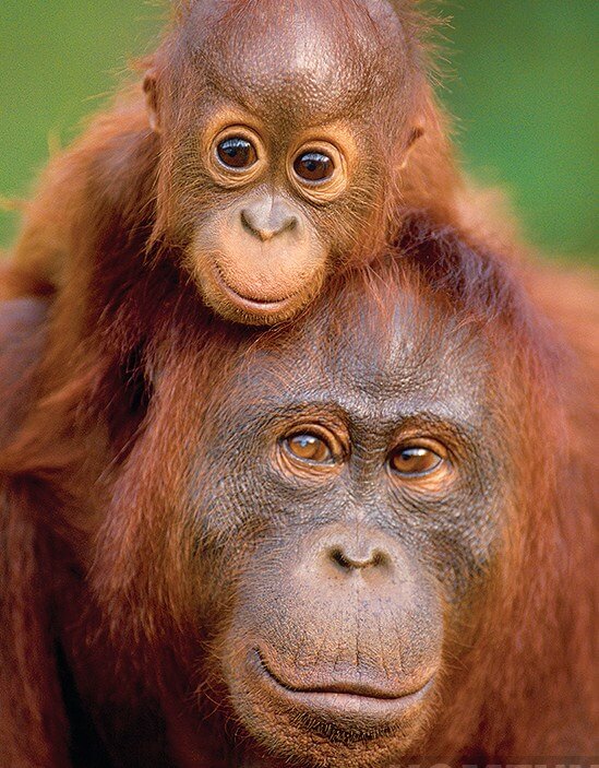 Monkey Full Drill Painting Kit