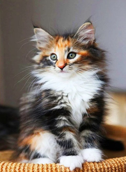 Norwegian Forest Cat Paint by Diamonds