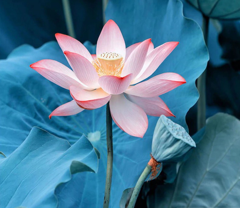 Nymphaea Nelumbo Paint by Diamonds