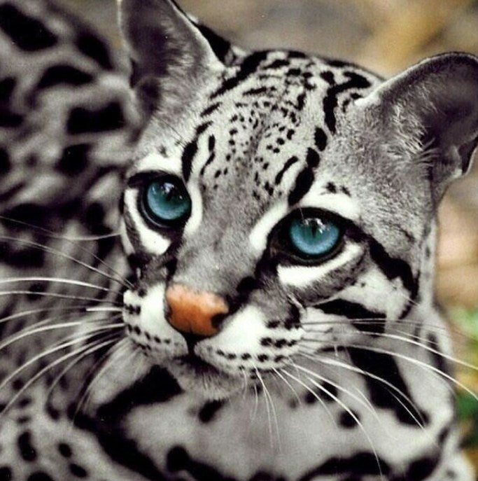 Ocelot Cat Paint by Diamonds
