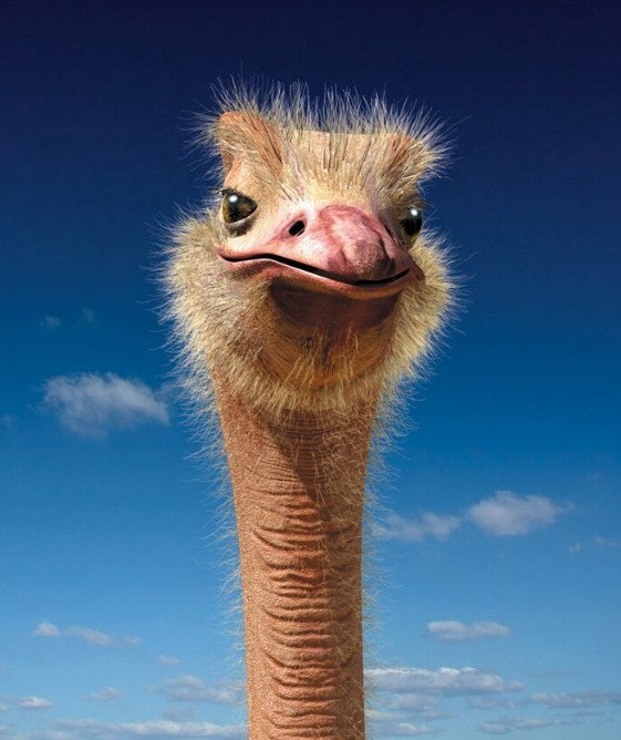 Ostrich Face Close up Paint by Diamonds