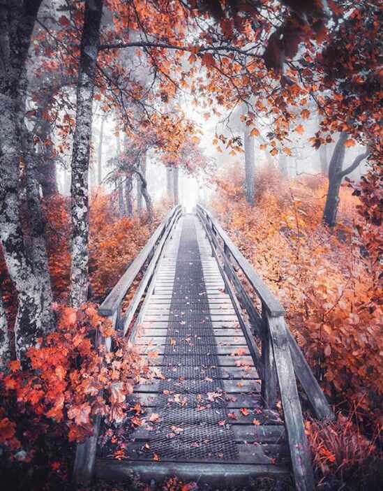 Forest DIY Diamond Painting Kit