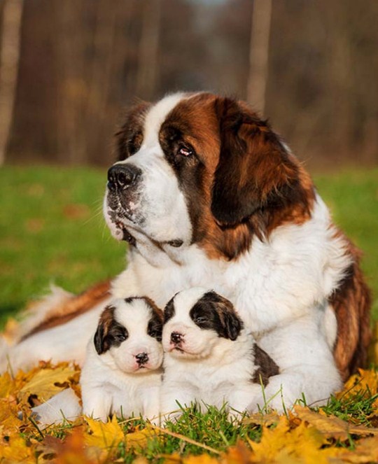 Pet Dog Saint Bernard with Puppies Diamond Painting