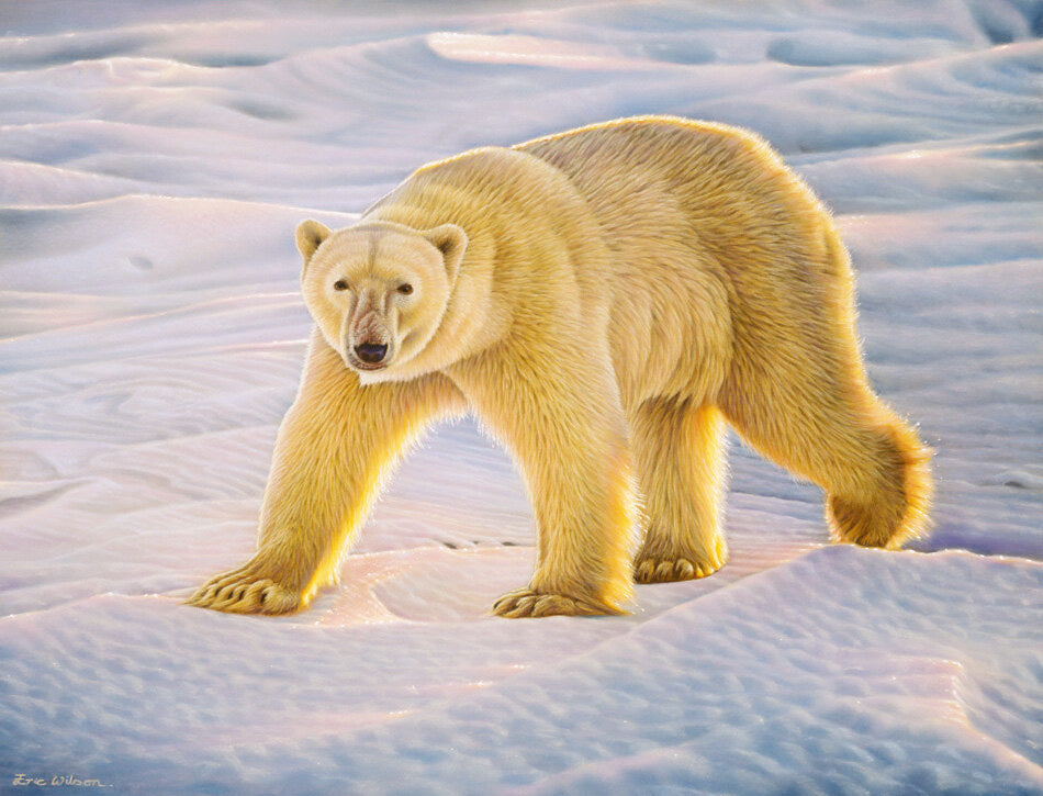 Pastel portrait of a polar bear