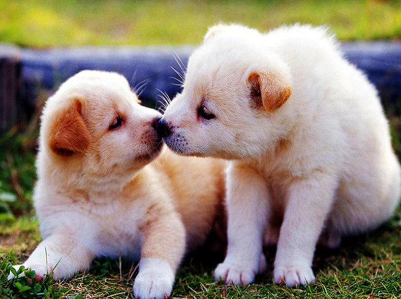 Puppies Kissing Diamond Painting Kit