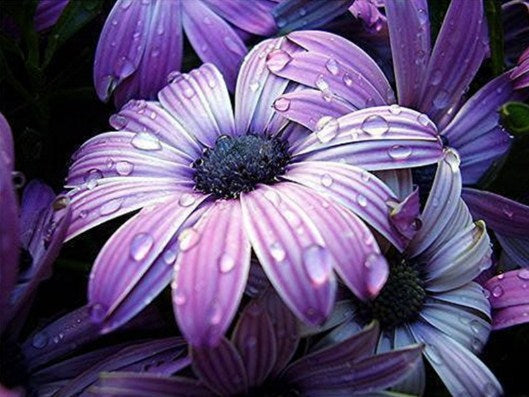 Purple Flowers Painting Kit