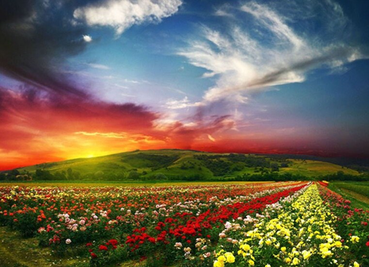 Red Sky & Flowers Beds Diamond Painting Kit