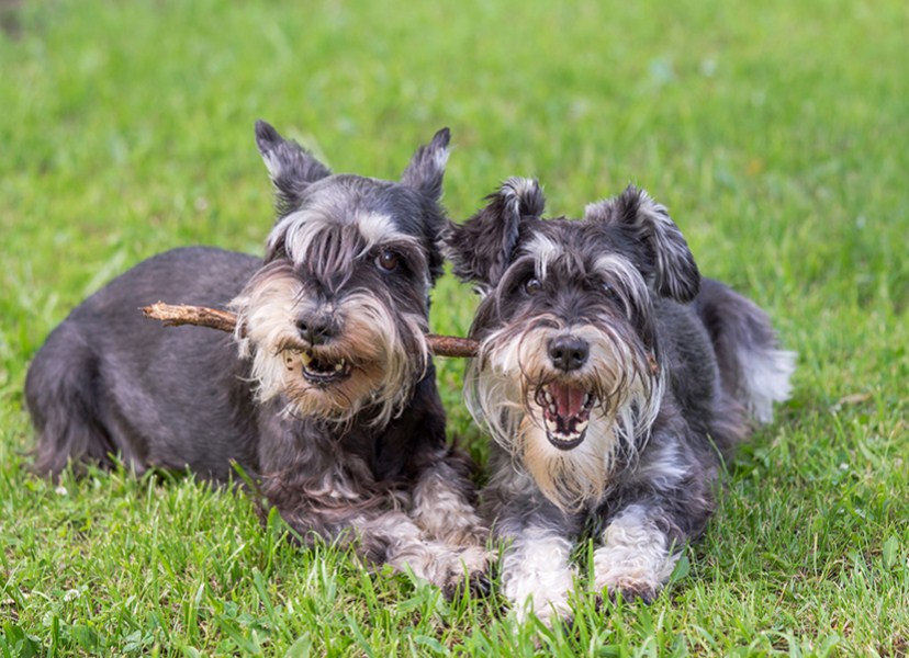Schnauzer Dame & de Vagebond Honden