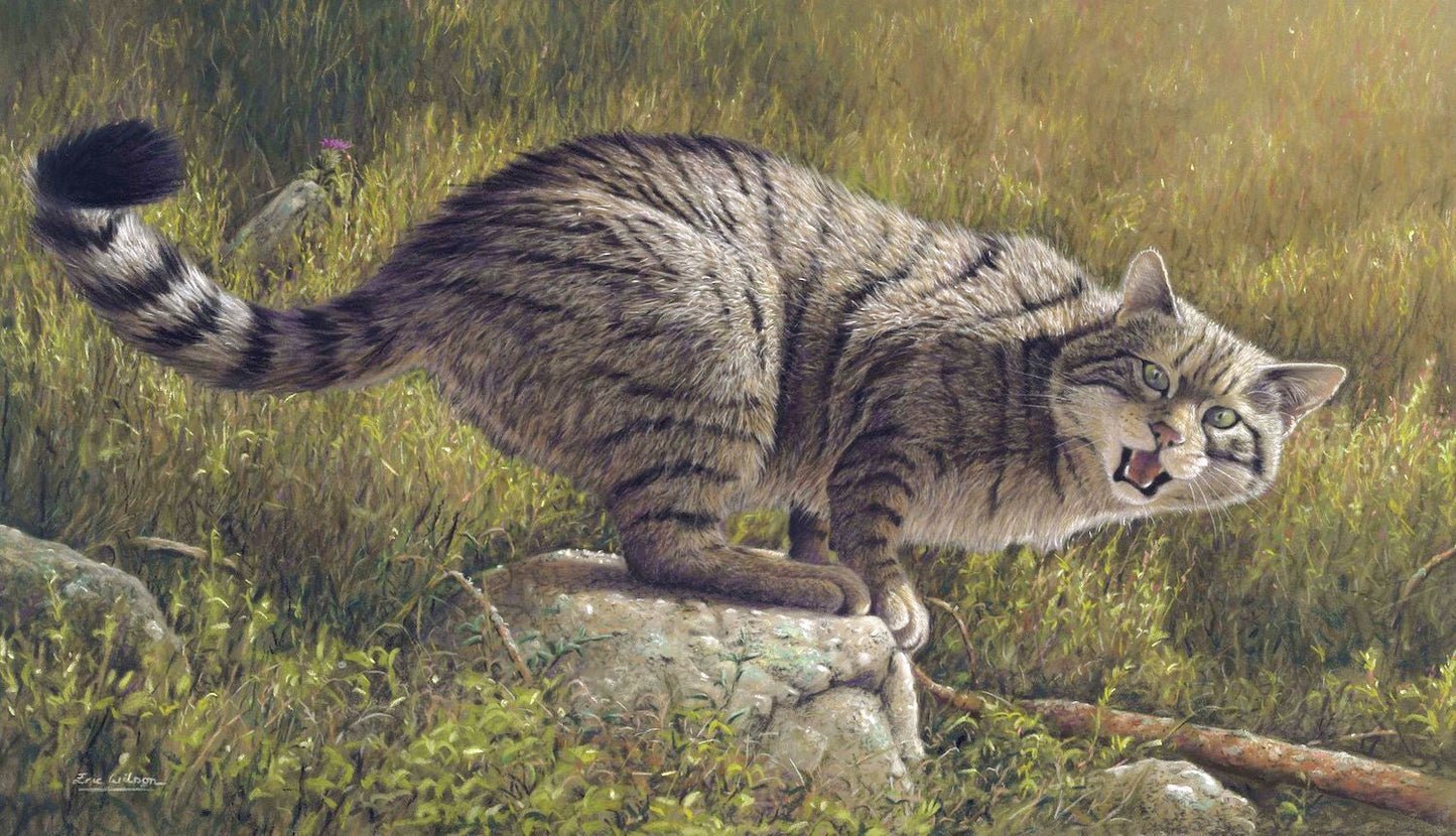European wildcat