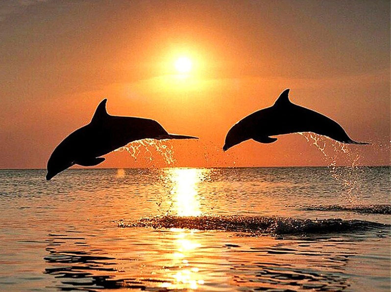 Sea Dolphins & Sunset View Diamond Painting Kit