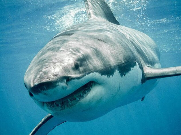 Shark Diamond Painting