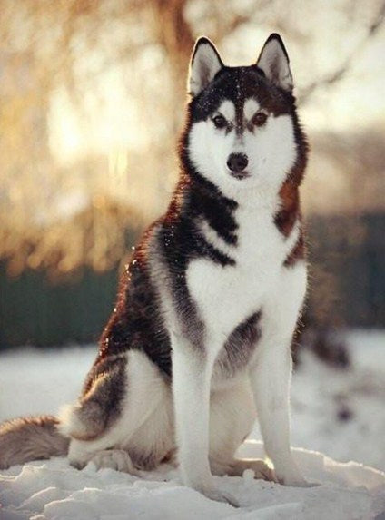 Snow Husky Paint by Diamonds
