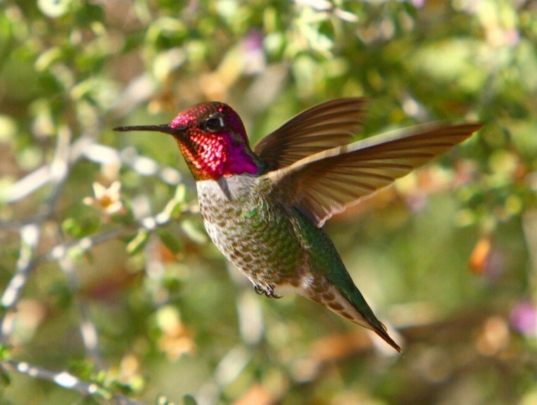 Stunning Humming Bird Diamond Painting Kit