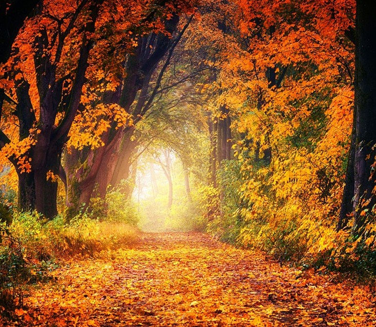 Summer to Fall Diamond Painting Kit