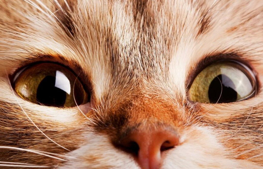 Super Cute Cat with Bubble Eyes Diamond Painting